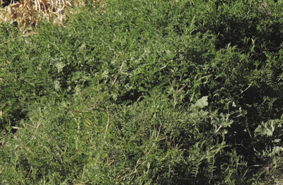 Photo of Hairy vetch cover crop (winter annual).